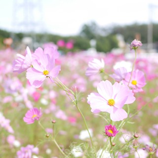 岩森のコスモス畑