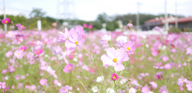 岩森のコスモス畑