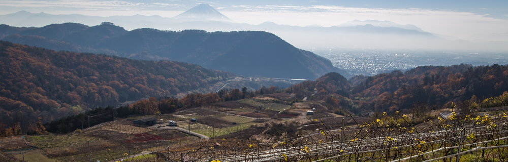 自社農場生産葡萄だけを使用したこだわりのワイン『敷島醸造』